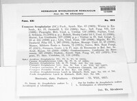 Uromyces scrophulariae image